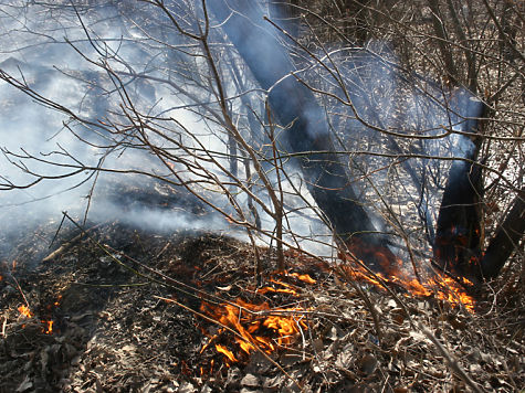 В выходные в Челябинской области случилось три лесных пожара